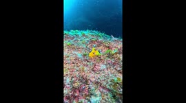 Pikachu nudibranch strolls on ocean floor in Kushimoto, Japan