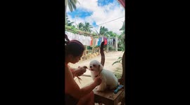 Creative dog grooming: Ace's Sunday spa session with a feathered audience!