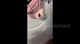 Man captured a cockroach and fed it to his pet crab in Chongqing, China