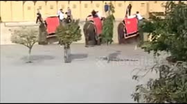 Enraged elephant breaks Russian tourist's leg after slamming her to ground in west India