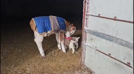 Little lambs mix up a calf and a sheep in Erenhot, China