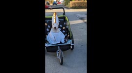 Puppy Pope Takes a Ride in the Pup-Mobile