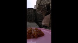 Food Delivery for Cats Using RC Car