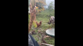 Dog Plays With Chicken