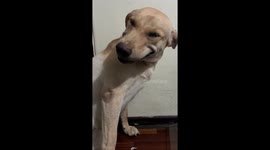 Guilty dog smiles at chewed shoe