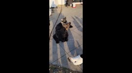 Broody Chickens Pester Patient Newfoundland Dogs