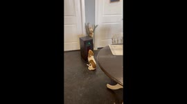 Chilly Pup Sits Up Against Heater