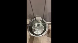 Cat Uses Water Bowl As a Litter Box