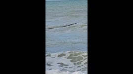 Footage shows alligator swimming in ocean
