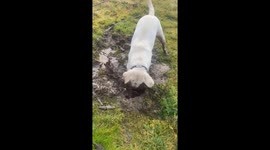 Dog Dunks Face In Mud