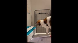 Cat Syncs With Printer