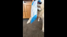 Dog Doesn't Want Help Opening Package