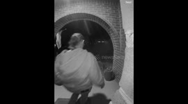 Porch Bird Panics Package Grabber