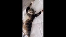 Comfortable cat amusingly stretches out on its back