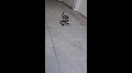 Kitten Shreds On Skateboard