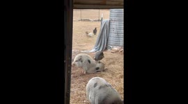 Guinea Fowl Acts as Hair Stylist for Mini Pig