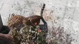 Wild leopard injures three residents on rampage through village in India