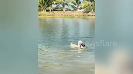 Pet dog and goose play together in pond