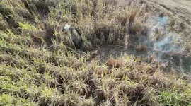 Wildlife officer chased by elephant at sugarcane farm