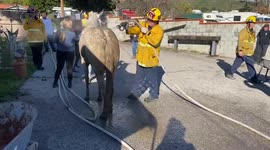 Horse rescued from sinkhole by firefighters in California