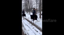 Snowy safari: siblings glide through country road on ostrichback adventure