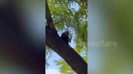 Beach monkey steals food from tourists and runs up a tree