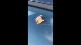 Toxic caterpillar that looks like Lord of the Rings Demon 'Balrog' found on woman's car