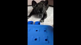 Zelma the Frenchie masters smart toy game: unlocking treats in Stockholm, Sweden