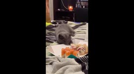 Curious kitten Stepan discovers fish smell for the first time: cautionary nibbles ensue