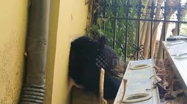 Bear emerges from narrow house vent in North Carolina