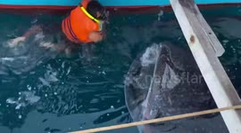 Swimmer has close encounter with whale shark