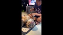 Pet American bully loves being prodded with barbecue stick in DIY acupuncture