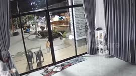 Clumsy woman breaks sliding glass door while feeding dogs