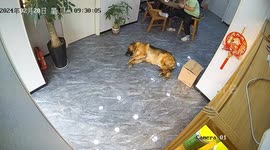 Dog wrongfully blamed after owner kicks box containing live goose