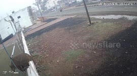 Tiger strays into residential area in central India