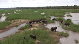 No, you are not impaired, this is a real pink elephant
