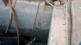 Firefighters rescue bull from sewage pit in north India