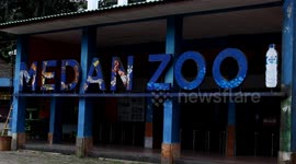Visitors concerned over tigers' health after 5 already die at Indonesian zoo