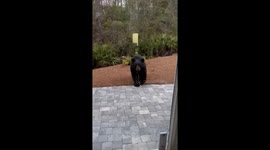 Homeowner remains incredibly calm as black bear knocks on glass back door with paw