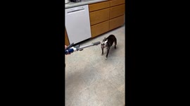 Vacuum cleaners are this Boston terrier's worst nightmare