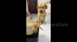 Adorable Dog Expresses Displeasure in Zhengzhou, China