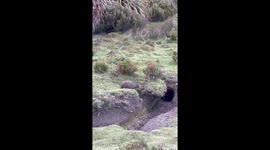 Baby Wombat Emerges From Burrow