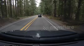 Tree Branch Falls On Windshield