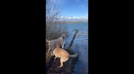 Labrador duo's stick-chasing escapade takes a tumble