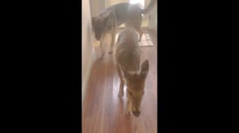 Ohio dogs bring home a deer through new doggy door