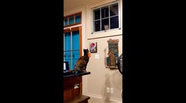 Cats Spot Each Other