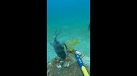 Marine Biologist ASMR
