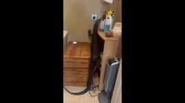 Monitor Lizard Egg Mayhem