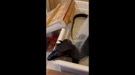 Monitor Lizard Enjoys Spa Day