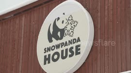 Finnish man grows bamboo for giant pandas